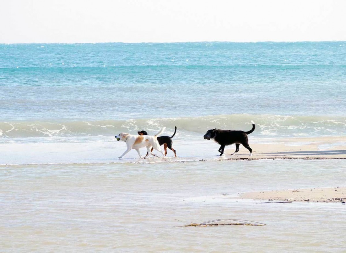 K9 Doodie Patrol walk-on-the-beach-3976585_1280 Asbury Park  