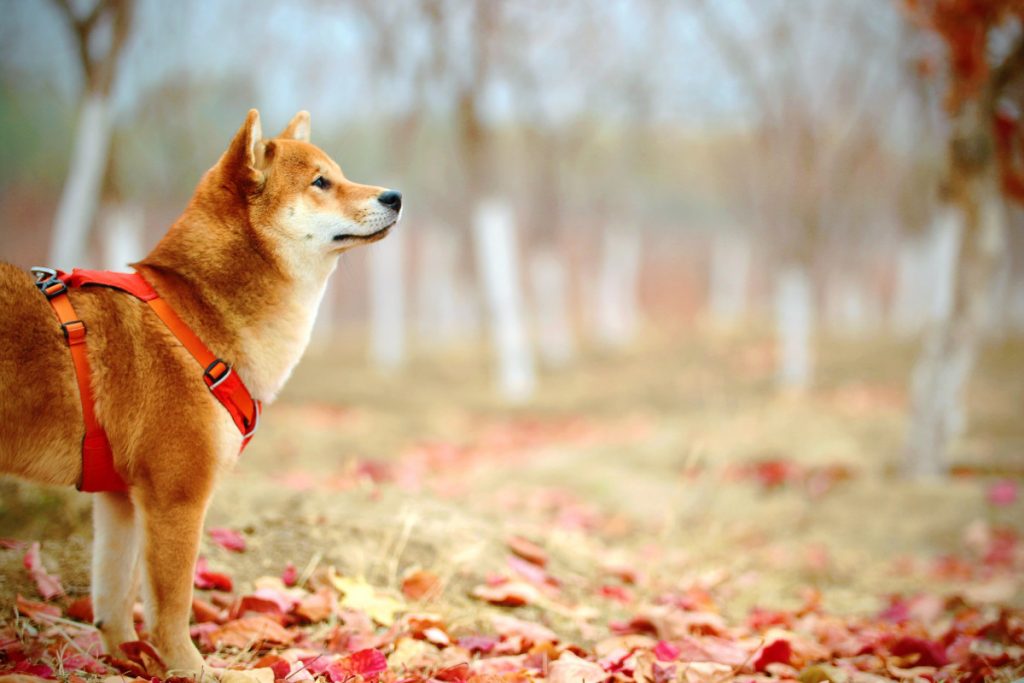dog during autumn.