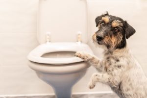 dog-poop-service